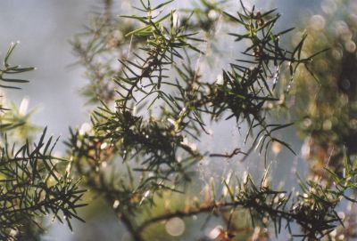 Juniperus communis