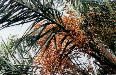 Phoenix canariensis